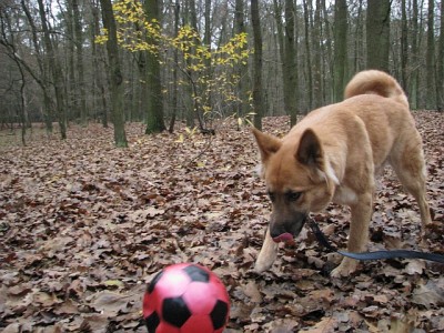 Wald_5.jpg (339.36 KiB) 3605 mal betrachtet Lecker - und los geht's!