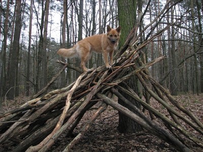 Wald_6.jpg (345.33 KiB) 3611 mal betrachtet In luftiger Höhe und alle im Blick.
