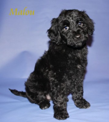 Portrettbilde Malou 8 uker_536_600.jpg