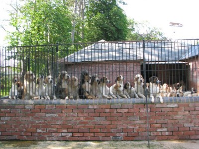 DDKennel1.jpg