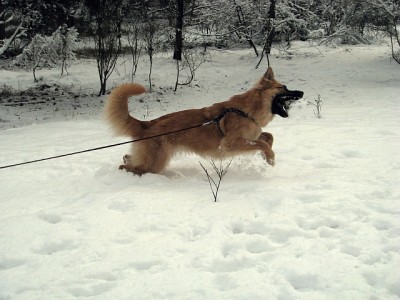 Kiara_Schnee.jpg