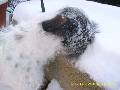 alaska im schnee 003.jpg