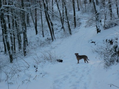 P1050347 - Kopie.JPG