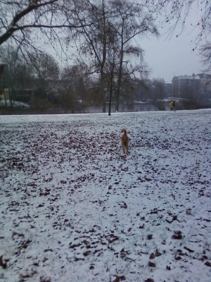 2009-12-16_Lietzensee_1.jpg