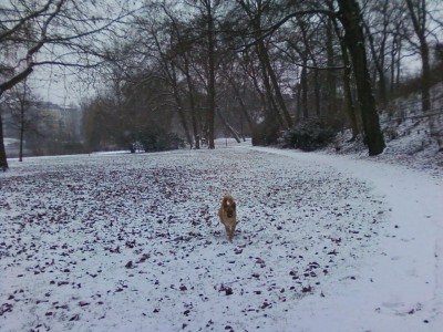 2009-12-16_Lietzensee_2.jpg