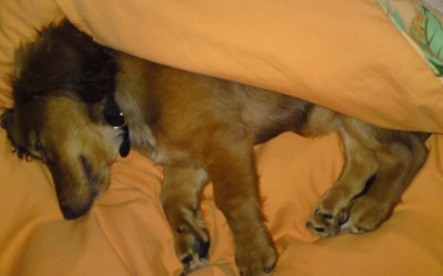 DSC03209.JPG (811.34 KiB) 3387-mal betrachtet DSC03209.JPG