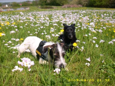 bella und alaska im frühling 003.jpg