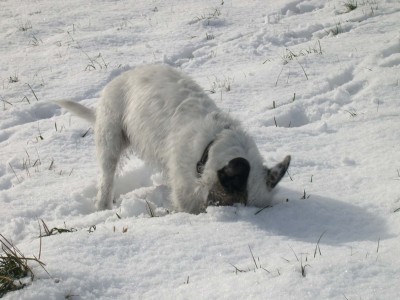 DSCN2247-1.jpg (153.02 KiB) 3990 mal betrachtet Bei Gefahr einfach den Kopf in den Sand... bzw. Schnee stecken. Hab ich von Mami gelernt!