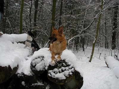 forumtreffen_8.jpg (198.83 KiB) 5348 mal betrachtet Neuer Hundesport, gerade aus den USA importiert: modeln auf Baumstämmen