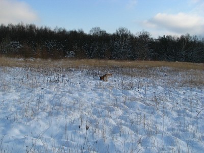 hahneberg_2.jpg