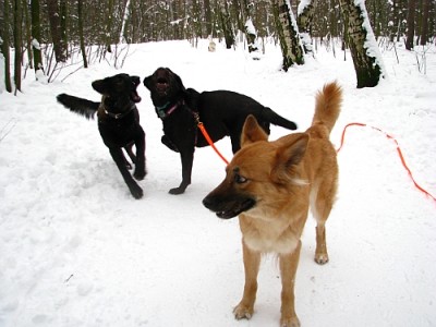 grunewald_2.jpg