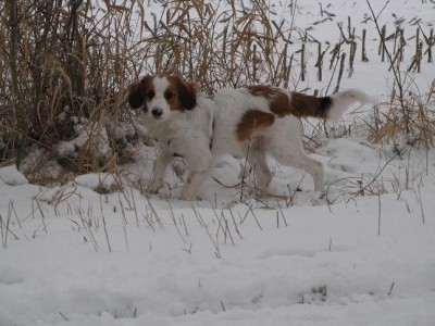 IMG_9348 Nodin im Schnee.JPG