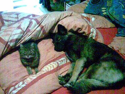 Bild016.jpg (319.88 KiB) 4795-mal betrachtet Bild016.jpg