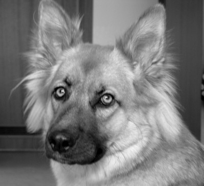 Hundeblick.jpg