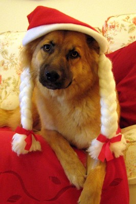 Hundeblick_2.jpg