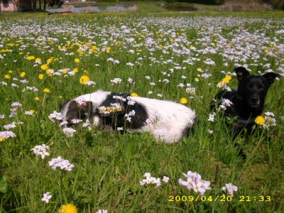 bella und alaska im frühling 004.jpg