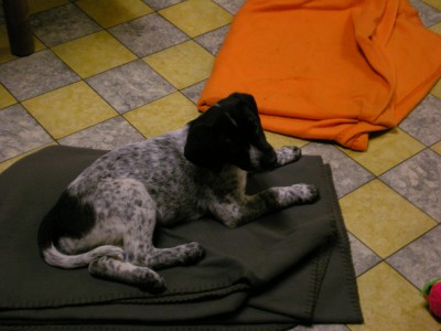 hund 002.jpg