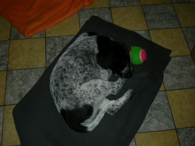 hund 005.jpg