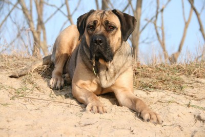 Cane Corso Hündin Kessy - Kopie.jpg