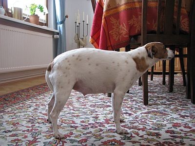 PaulasBauch2.jpg