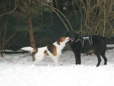 Charly und Nachbarshund Oskar.JPG