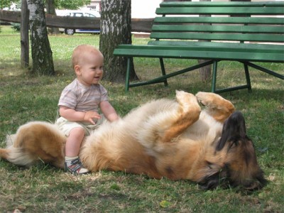 leonberger_007.jpg