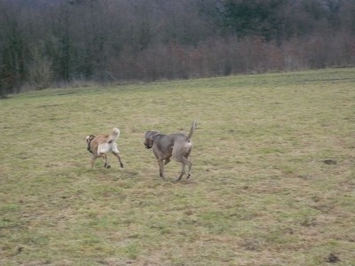 P1060063 - Kopie (2).JPG