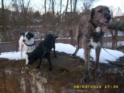 mäx, unser irish-wolffreund 005.jpg