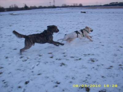 mäx, unser irish-wolffreund 003.jpg