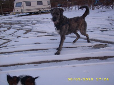 mäx, unser irish-wolffreund 002.jpg