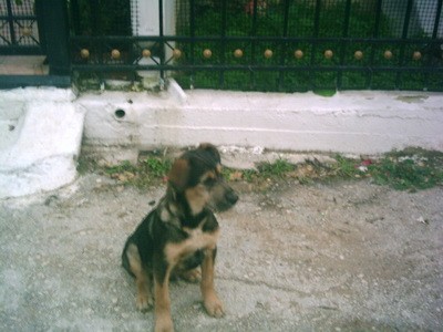 puppysstreet4.jpg