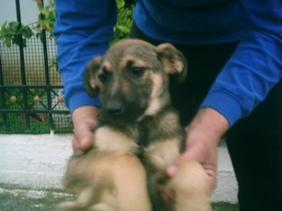 puppysstreet5.jpg