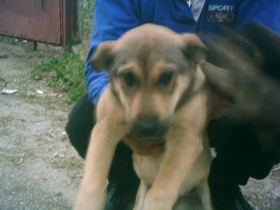 puppysstreet6.jpg
