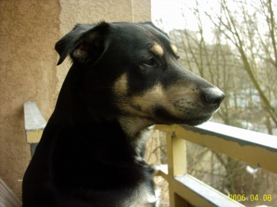 Bilder dyck park 015.jpg