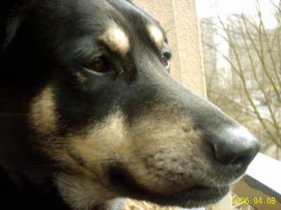 Bilder dyck park 016.jpg
