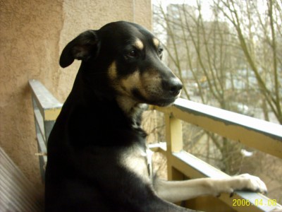 Bilder dyck park 017.jpg (510.42 KiB) 3964 mal betrachtet der bewis das ich auf 2Pfoten steh