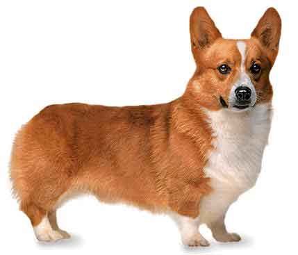 welsh_corgi_pembroke_03a.jpg