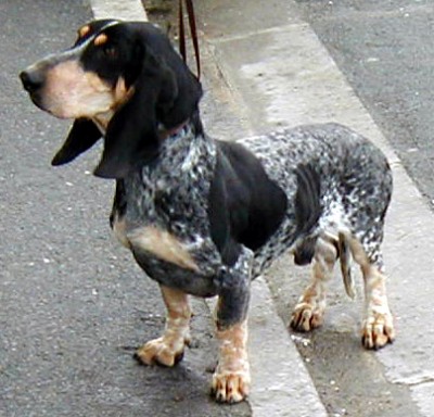 petitbleudegascogne.jpg