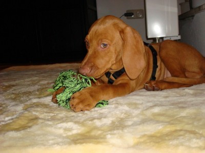 DSC01228 - Kopie.JPG