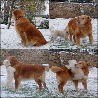 collage1.jpg
