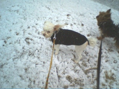 schneewölk1.JPG