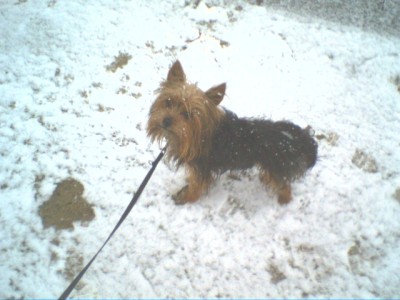 shortyschnee.jpg