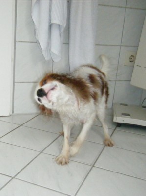ma2.JPG (184.77 KiB) 3574 mal betrachtet "tierschutz! ich bin naaaass!"