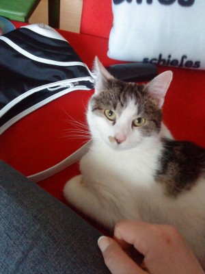 Kater2.JPG