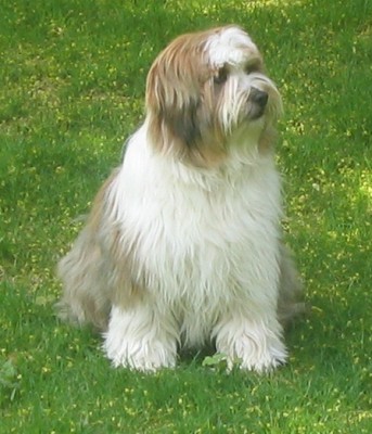 1198061033tibetan_terrier.jpg