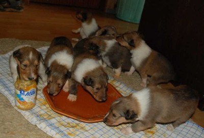 2010_04_21_Alete-Phase_DSC_7395.jpg (37.07 KiB) 3684-mal betrachtet 2010_04_21_Alete-Phase_DSC_7395.jpg