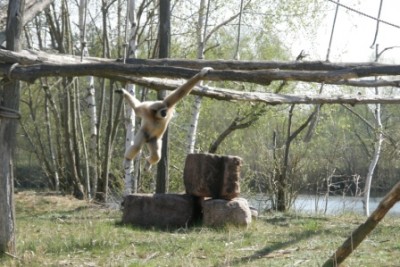 affe_1.JPG