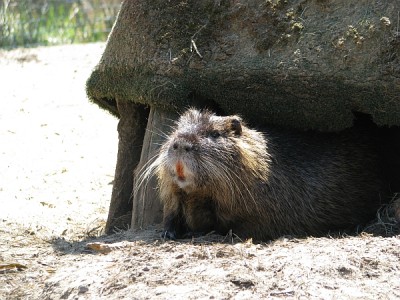 nutria_1.jpg