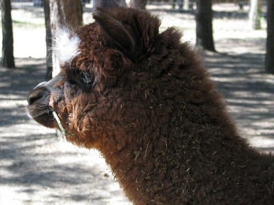 alpaca.jpg