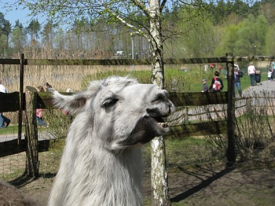 guanaco.jpg